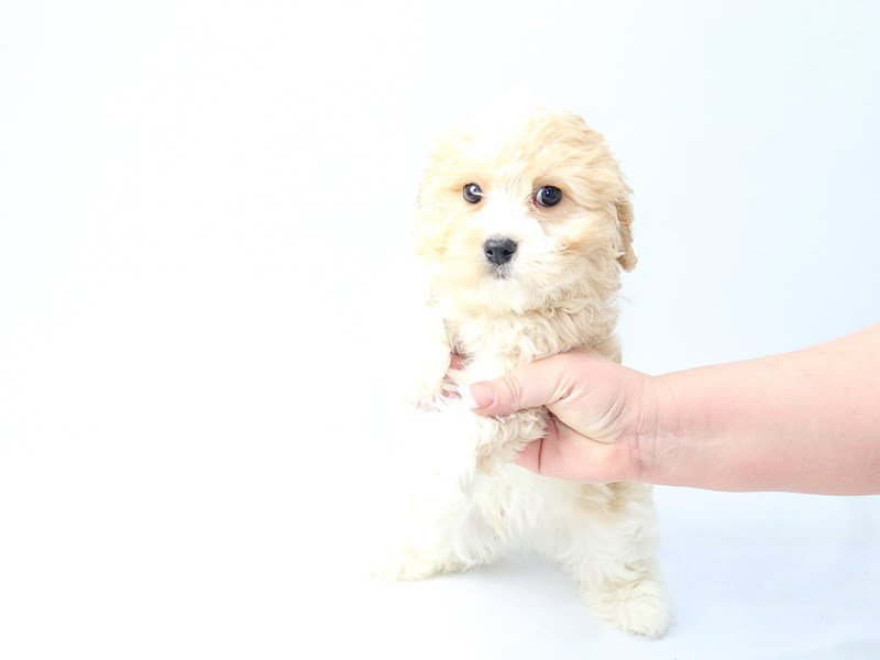 Cavachon-DOG-Male-Blenheim-2707556-My Next Puppy