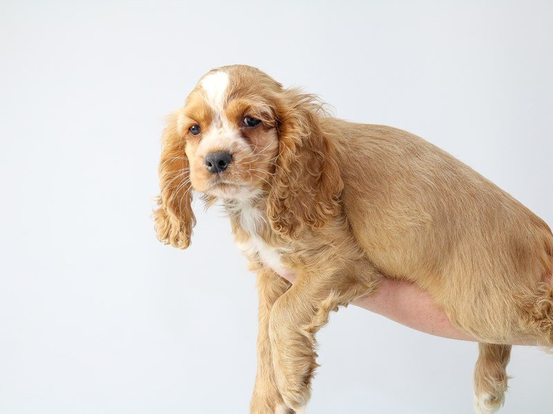 Cocker Spaniel-DOG-Male-Buff-2707551-My Next Puppy