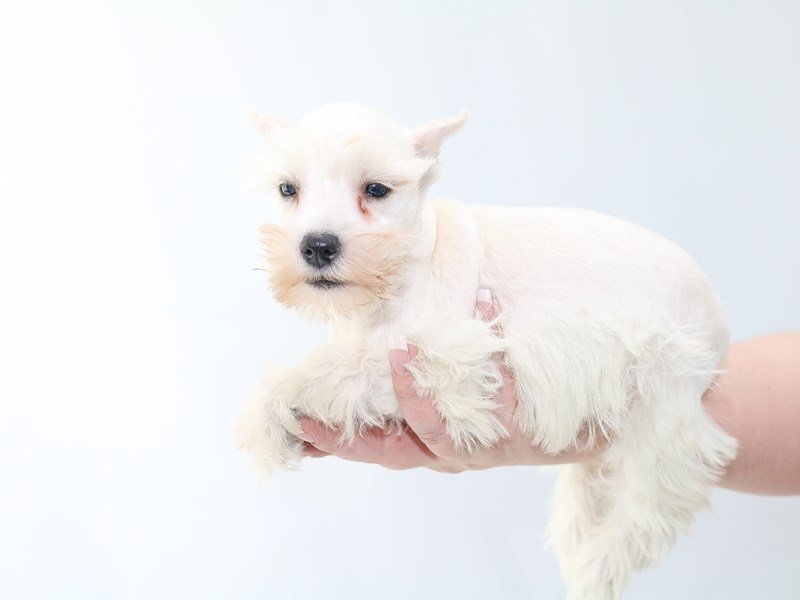 Miniature Schnauzer-DOG-Female-WHITE-2706575-My Next Puppy