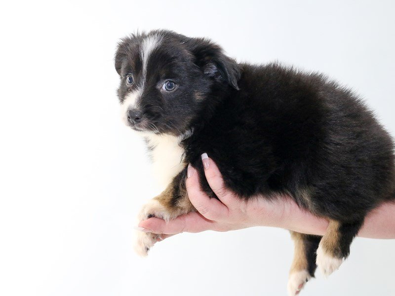 Mini Aussie-DOG-Male-BLK TRI-2706520-My Next Puppy