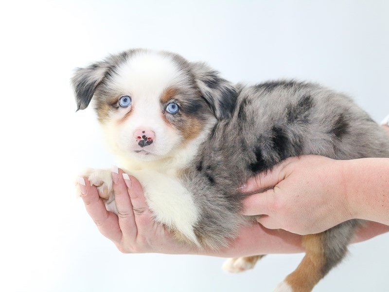 Mini American Shepherd-DOG-Female-BLUE MERLE-2706541-My Next Puppy