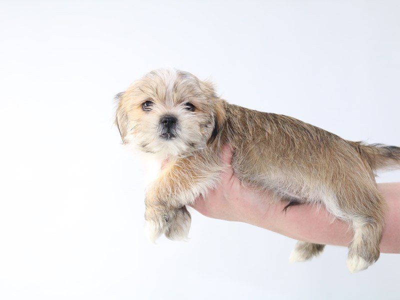 Shorkie-DOG-Male-beige-2706579-My Next Puppy