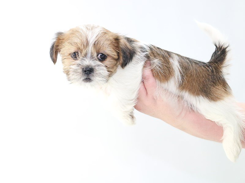 Shorkie-DOG-Female-PARTI-2706581-My Next Puppy