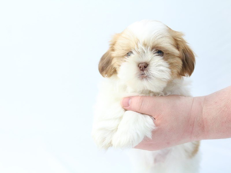 Shih Tzu-DOG-Male-brown white-2713445-My Next Puppy