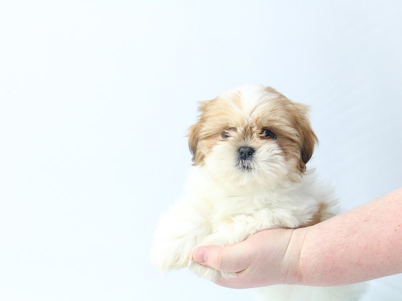 Shih Tzu-DOG-Female-brown white-2713423-My Next Puppy