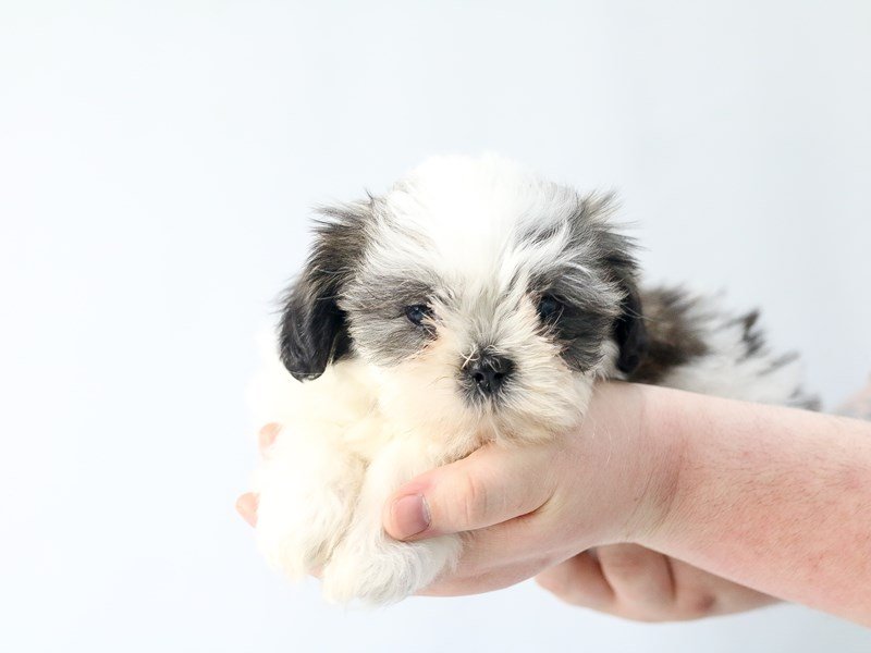 Shih Tzu-DOG-Female-GRAY WHITE-2713271-My Next Puppy