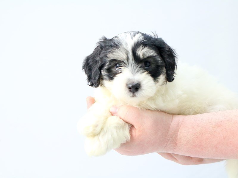 Teddy Bear-DOG-Male-BLK WHITE-2713394-My Next Puppy