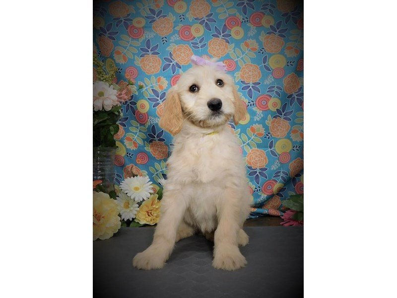 Goldendoodle-DOG-Female-Cream-2722451-My Next Puppy