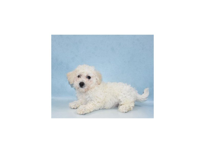 Bichon Frise-DOG-Female-White-2706983-My Next Puppy