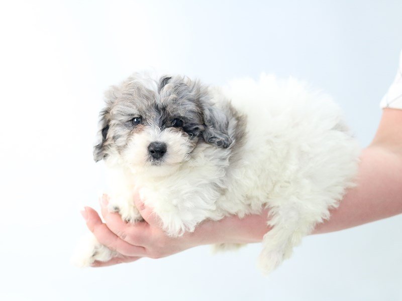 Poochon-Female-BLUE MERLE PARTI-2706595-My Next Puppy