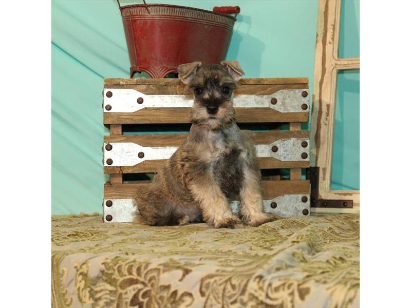 Miniature Schnauzer-DOG-Male-Salt / Pepper-2714705-My Next Puppy