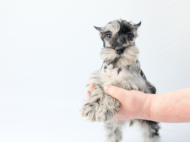Miniature Schnauzer-DOG-Female-BLUE MERLE-2713764-My Next Puppy