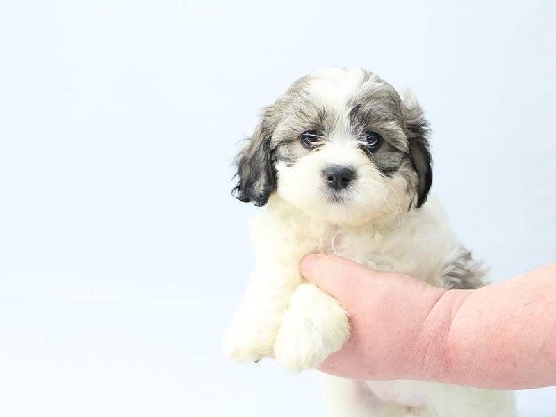 Teddy Bear-DOG-Female-brown white-2713395-My Next Puppy