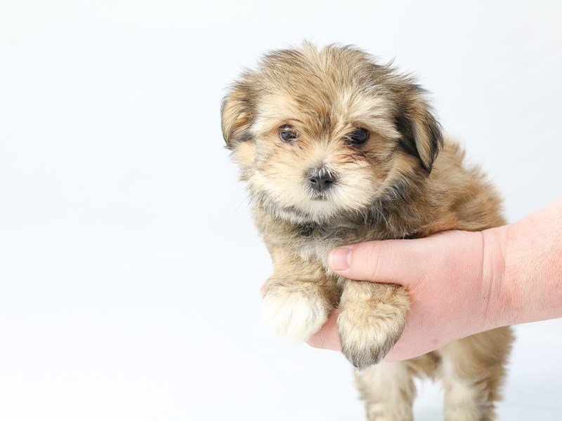 Yorkichon-DOG-Female-BIEGE-2713352-My Next Puppy