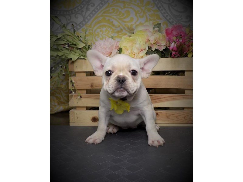 French Bulldog-DOG-Female-Cream-2722447-My Next Puppy