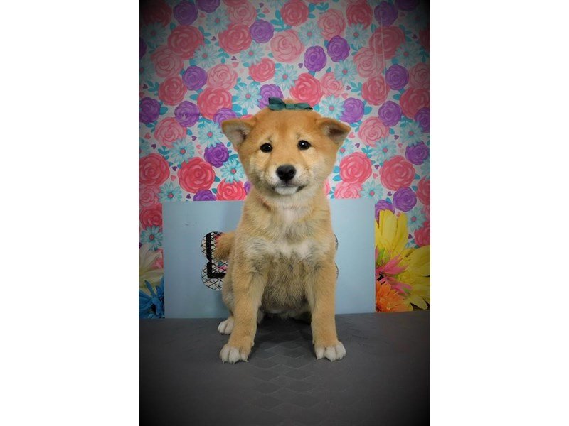 Shiba Inu-DOG-Female-Red-2722459-My Next Puppy