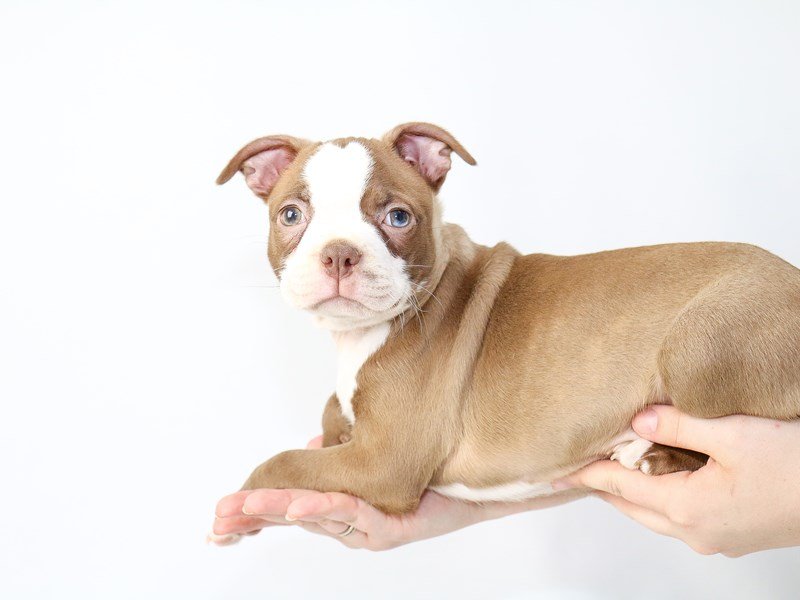 Boston Terrier-DOG-Male-RED WHITE-2721710-My Next Puppy