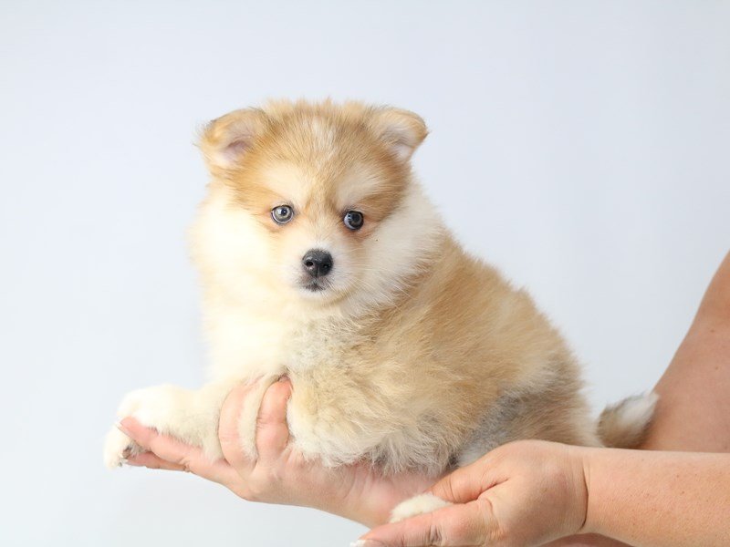 Pomsky-DOG-Female-SABLE WHITE-2721001-My Next Puppy