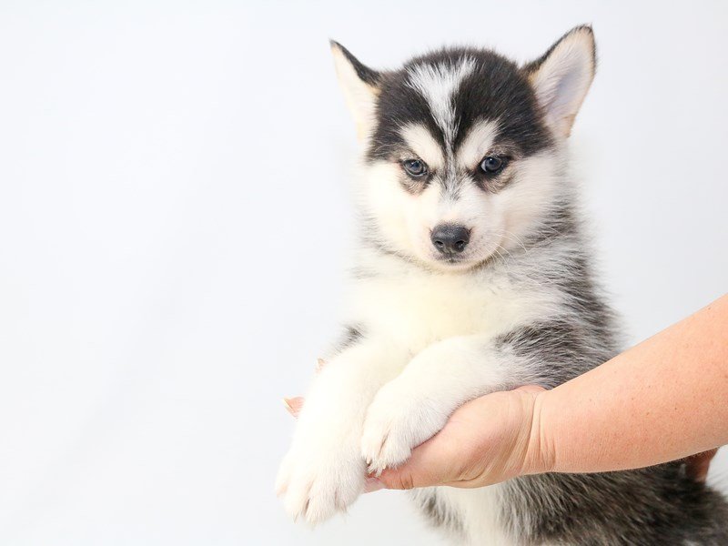 Pomsky-DOG-Male-BLK WHITE-2720999-My Next Puppy