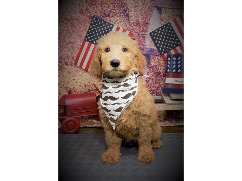 Goldendoodle 2nd Gen-DOG-Male-Apricot-2736455-My Next Puppy