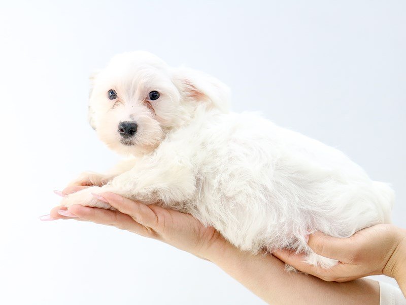 Yorkichon-DOG-Male-PARTI-2734222-My Next Puppy