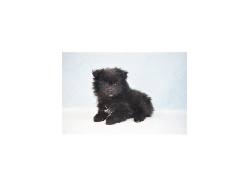 Pomeranian-DOG-Female-Black-2700240-My Next Puppy