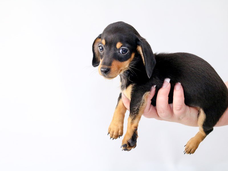 Dachshund-DOG-Female-Black and Tan-2704261-My Next Puppy
