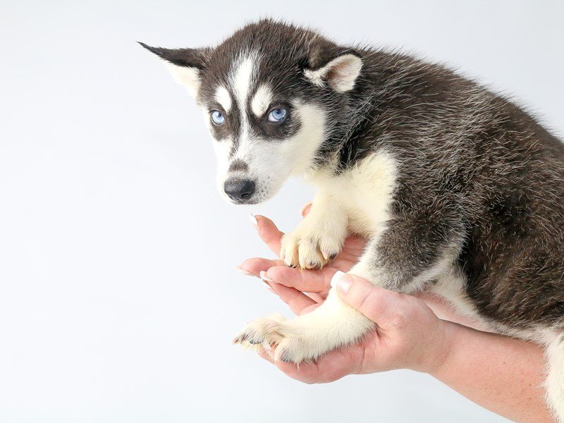 Siberian Husky-DOG-Female-Black / White-2707549-My Next Puppy