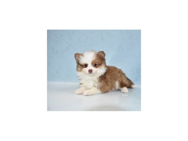 Pomeranian-DOG-Male-Chocolate Sable-2721543-My Next Puppy