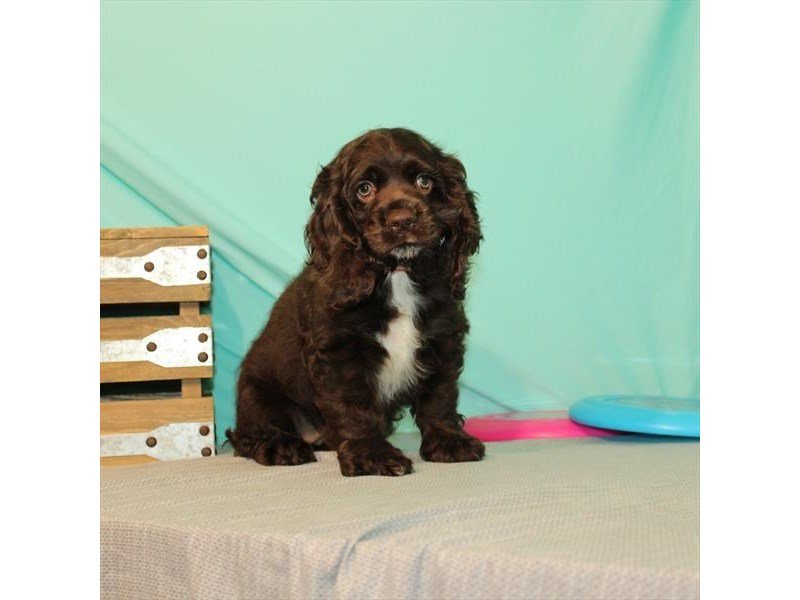 Cocker Spaniel-DOG-Female-Chocolate-2731552-My Next Puppy