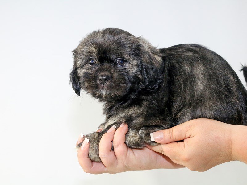 Shih Tzu-DOG-Male-brown white-2727597-My Next Puppy