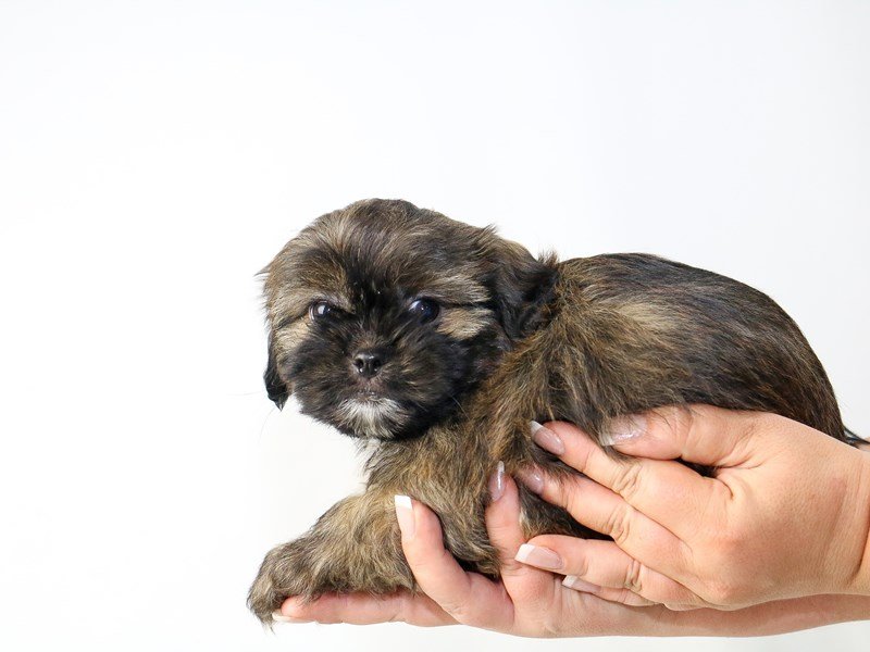 Shih Tzu-DOG-Female-brown white-2727600-My Next Puppy
