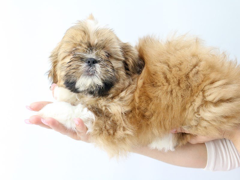 Shih Tzu-DOG-Male-BRN WH-2734253-My Next Puppy