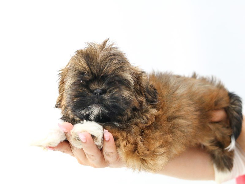 Shih Tzu-DOG-Female-BRN WH-2734255-My Next Puppy
