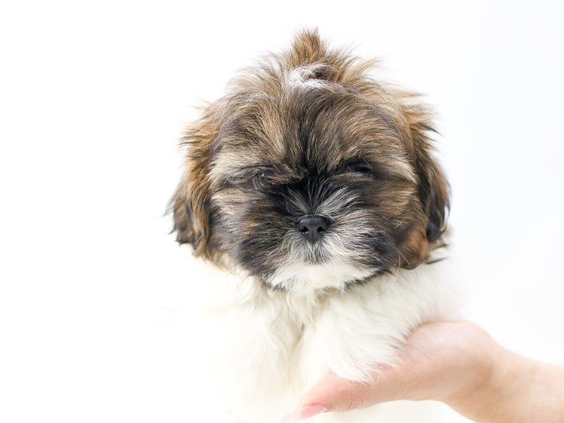 Shih Tzu-DOG-Female-BRN WH-2734256-My Next Puppy