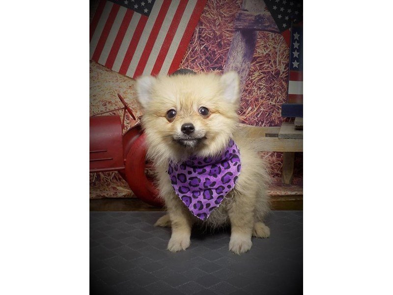 Pomeranian-DOG-Male-Cream Sable-2742761-My Next Puppy
