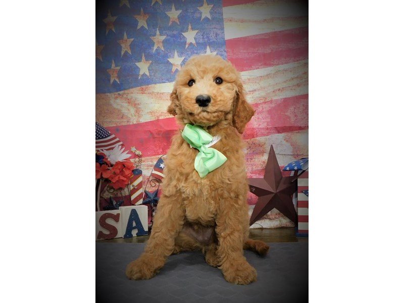 Goldendoodle Mini 2nd Gen-DOG-Female-Red-2742766-My Next Puppy