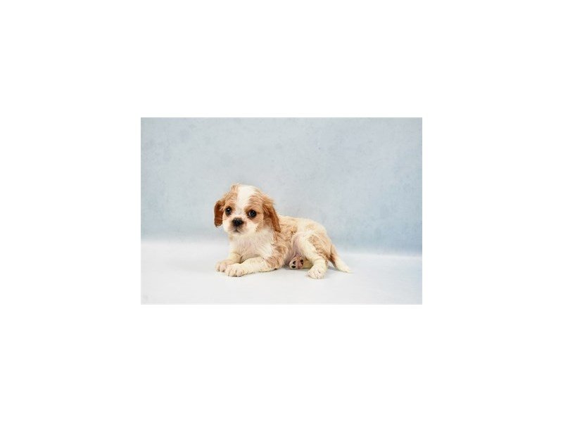 Cavalier King Charles Spaniel-DOG-Male-Blenheim-2750356-My Next Puppy