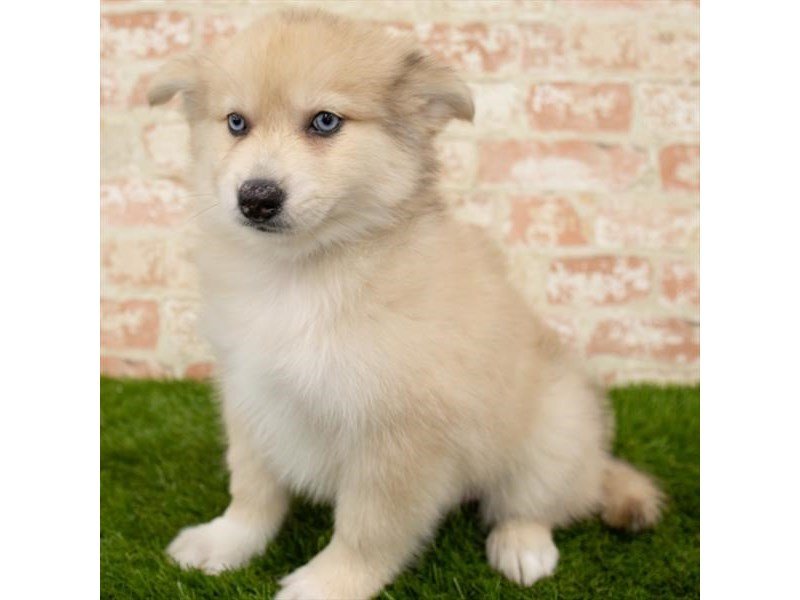 Pomsky-DOG-Male-Red / White-2759688-My Next Puppy