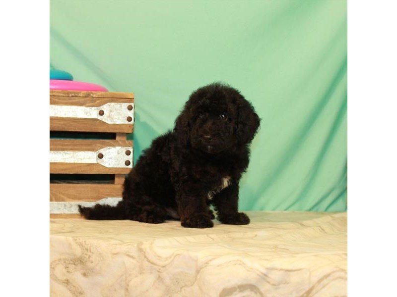 Bichapoo-Male-Black-2759733-My Next Puppy