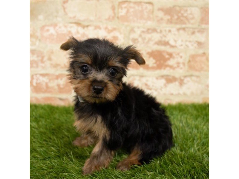 Yorkshire Terrier-DOG-Male-Black / Tan-2764501-My Next Puppy