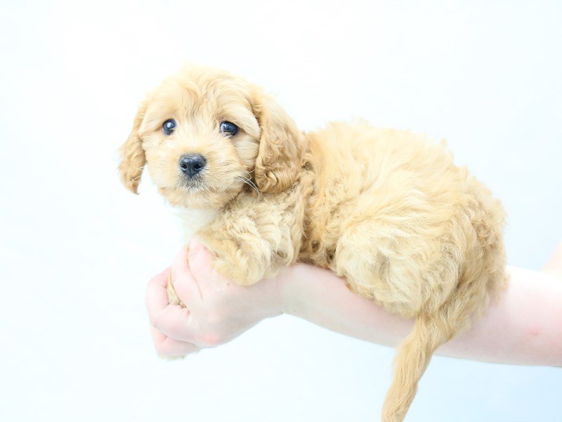 Cavachon-DOG-Male-RUBY-2763930-My Next Puppy