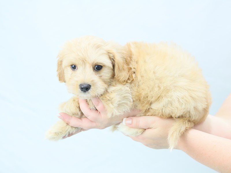 Cavachon-DOG-Male-RUBY-2763929-My Next Puppy