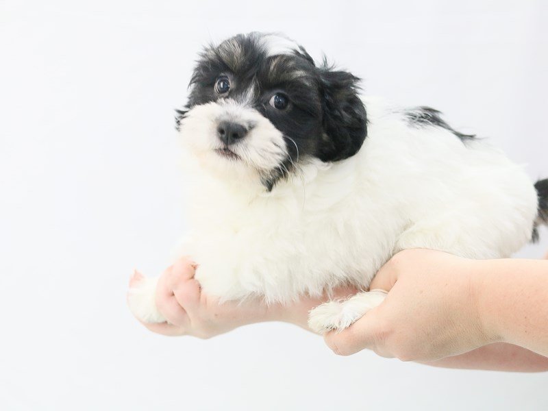 Teddy Bear-DOG-Male-black and white-2761295-My Next Puppy