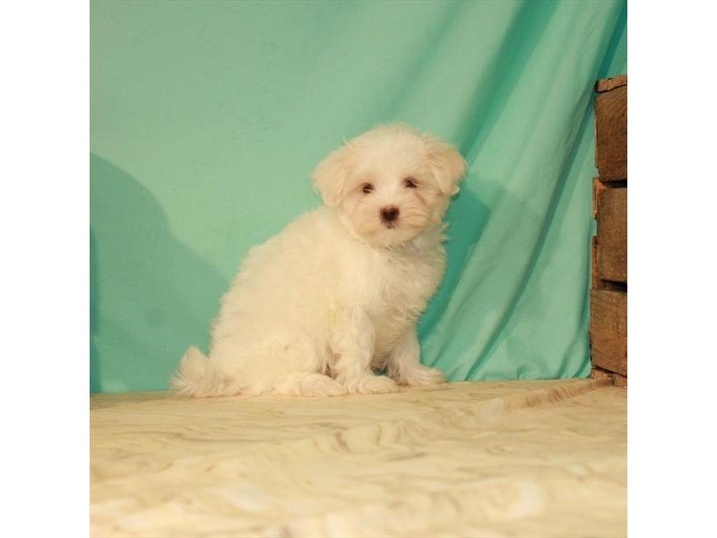 Maltese-DOG-Female-White-2774029-My Next Puppy
