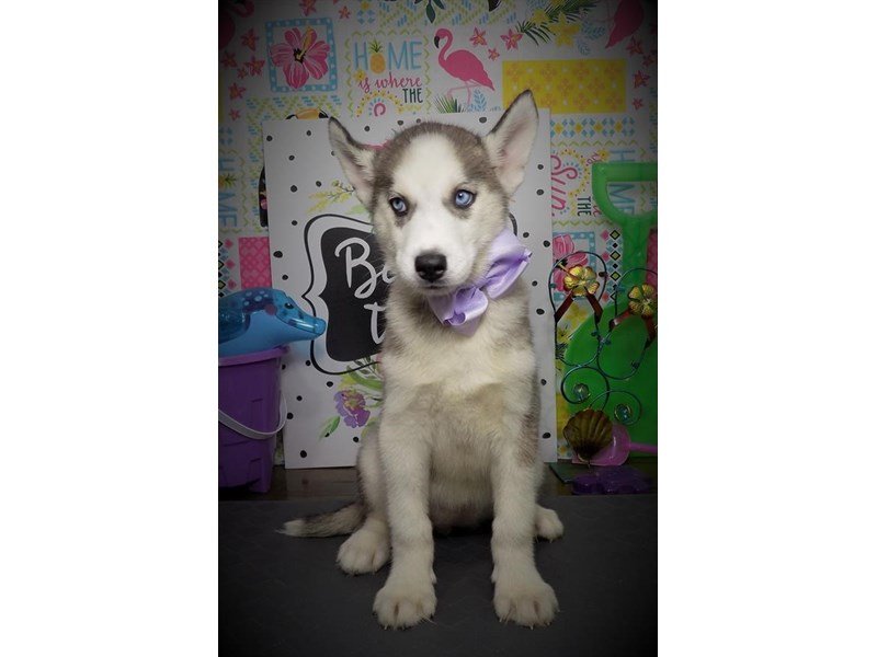 Siberian Husky-DOG-Female-Gray / White-2774040-My Next Puppy