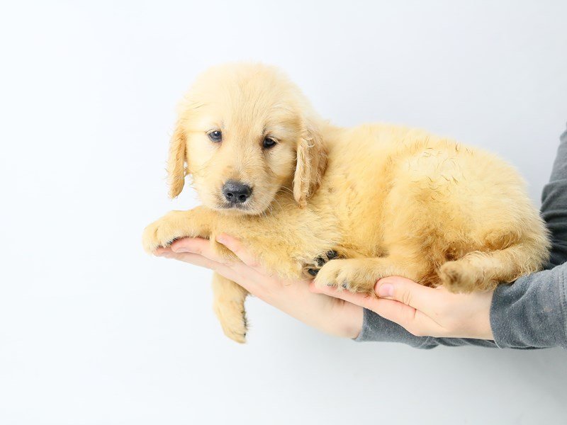 Golden Retriever-DOG-Male-Golden-2771802-My Next Puppy
