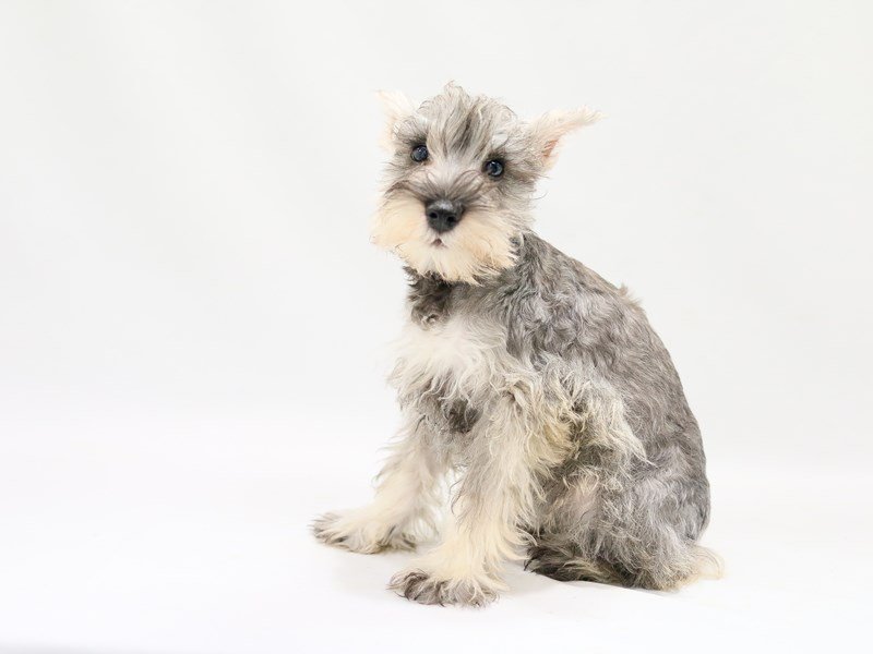 Miniature Schnauzer-DOG-Female--2784258-My Next Puppy