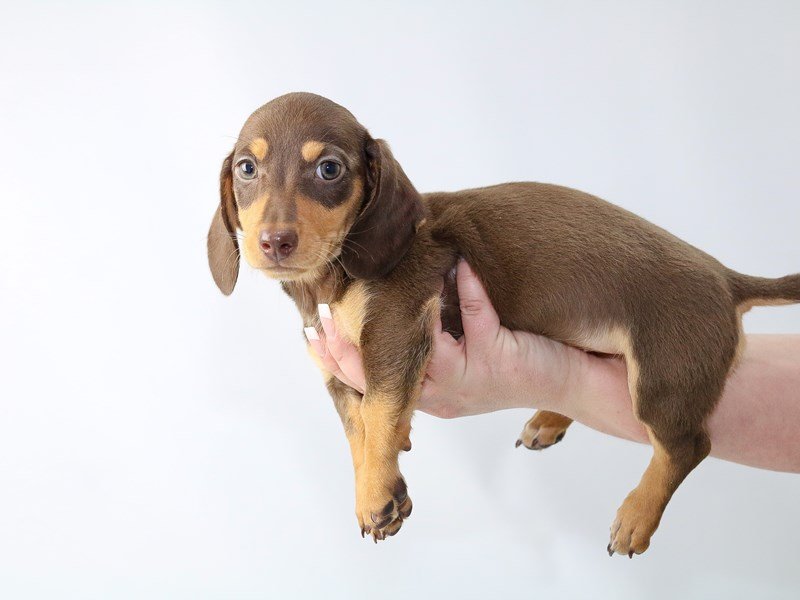 Dachshund-DOG-Female-Chocolate/Tan-2704241-My Next Puppy