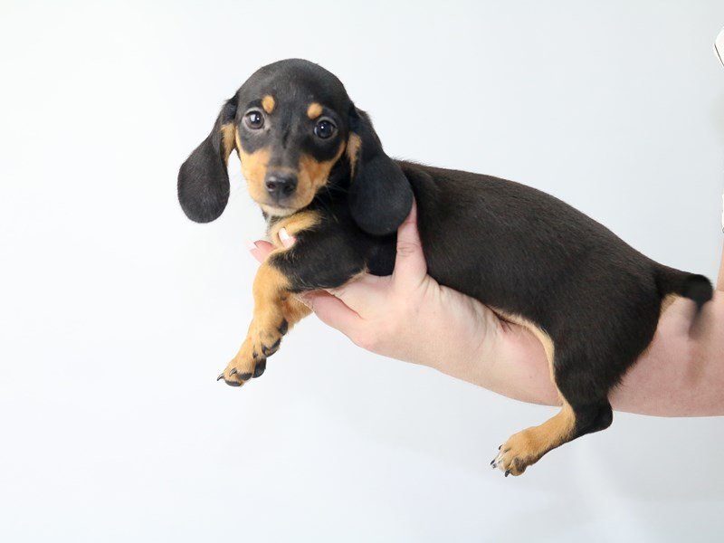Dachshund-DOG-Female-Black and Tan-2704274-My Next Puppy